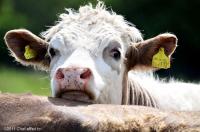 

Se la foto di questo vitello non vi fara'